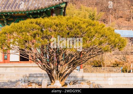 Großer immergrüner Baum in Form eines Dreiecks vor einem orientalischen Gebäude mit gekacheltem Dach in einem Waldgebiet in Südkorea, Süd Stockfoto