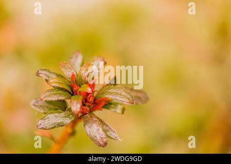 Extreme Nahaufnahme einer kleinen Pflanze mit grünen Blättern und einem rötlichen Zentrum mit weichem, verschwommenem Hintergrund, Südkorea Stockfoto