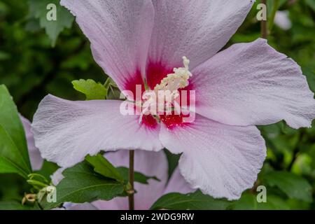 Großaufnahme einer großen Rose von scharon-Blüte mit grünen Blättern im Hintergrund. Rose of sharon ist die Nationalblume Südkoreas Stockfoto