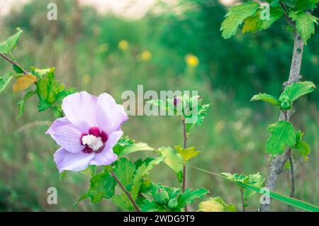 Zarte violette Rose von Sharon Blüte und Knospen im Kontrast zu den grünen Blättern, Südkorea Stockfoto