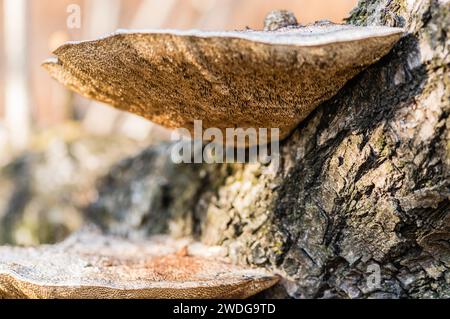 Nahaufnahme eines großen weißen Schelfpilzes, ganoderma applanatum, der an der Seite eines Baumes wächst Stockfoto