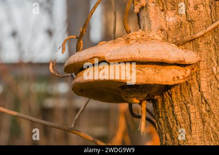 Nahaufnahme eines großen braunen Schelfeils, ganoderma applanatum, der an der Seite eines Baumes wächst, der in Licht der Abendsonne getaucht ist Stockfoto