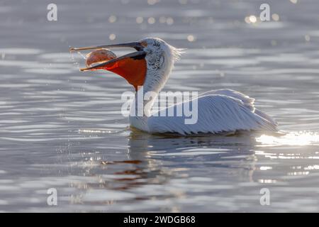 Dalmatinischer Pelikan (Pelecanus crispus), Fisch essen, herrliches Gefieder, See Kerkini, Griechenland Stockfoto