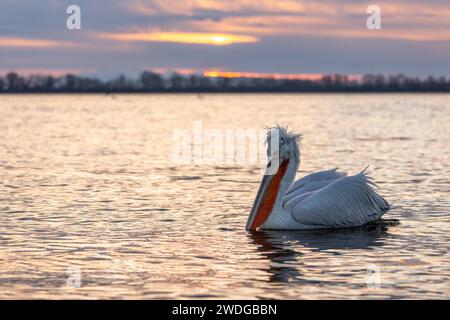 Dalmatinischer Pelikan (Pelecanus crispus), Schwimmen, orangener Kehlbeutel, Sonnenaufgang, See Kerkini, Griechenland Stockfoto