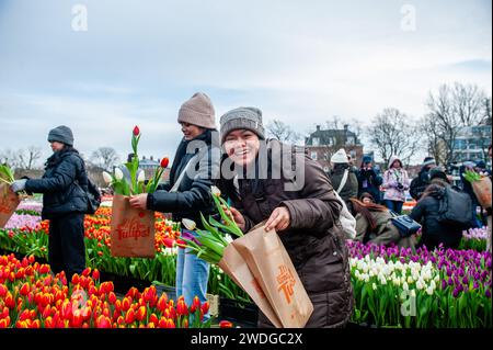 Amsterdam, Niederlande. Januar 2024. Eine Frau posiert glücklich mit ihren Tulpen. Jedes Jahr am 3. Samstag im Januar wird in Amsterdam der nationale Tulpentag gefeiert. Holländische Tulpenzüchter bauten am Museumplein einen riesigen Pflückgarten mit mehr als 200.000 bunten Tulpen. Besucher dürfen Tulpen kostenlos pflücken. Da dieses Jahr das Thema „Let's Dance“ lautet, war der internationale niederländische DJ/Produzent „Hardwell“ der besondere Gast, um diese Veranstaltung zu eröffnen. (Foto: Ana Fernandez/SOPA Images/SIPA USA) Credit: SIPA USA/Alamy Live News Stockfoto