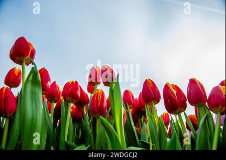 Amsterdam, Niederlande. Januar 2024. Ein Blick auf die Tulpen, bevor sie von Menschen aufgenommen werden. Jedes Jahr am 3. Samstag im Januar wird in Amsterdam der nationale Tulpentag gefeiert. Holländische Tulpenzüchter bauten am Museumplein einen riesigen Pflückgarten mit mehr als 200.000 bunten Tulpen. Besucher dürfen Tulpen kostenlos pflücken. Da dieses Jahr das Thema „Let's Dance“ lautet, war der internationale niederländische DJ/Produzent „Hardwell“ der besondere Gast, um diese Veranstaltung zu eröffnen. Quelle: ZUMA Press, Inc./Alamy Live News Stockfoto