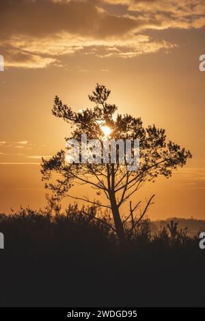 Die orangene Morgensonne erleuchtet die gefällten Bäume des Grenspark Kalmthoutse Heide in der Nähe von Antwerpen im Nordwesten Belgiens. Stockfoto