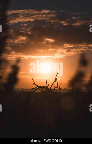 Die orangene Morgensonne erleuchtet die gefällten Bäume des Grenspark Kalmthoutse Heide in der Nähe von Antwerpen im Nordwesten Belgiens. Stockfoto