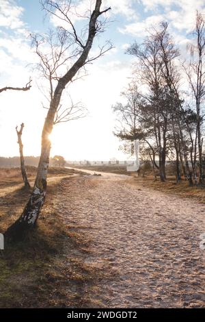 Machen Sie einen Spaziergang durch die wilden Weiden des Grenspark Kalmthoutse Heide in der Nähe von Antwerpen im Nordwesten Belgiens. Morgensonne. Stockfoto