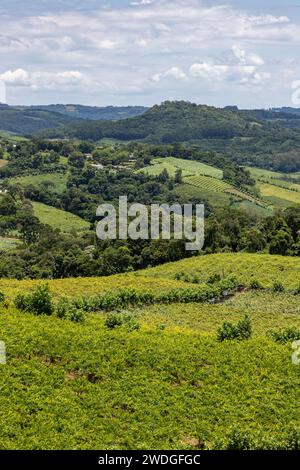 Weinberge im Tal, Vale dos Vinhedos, Monte Belo do Sul, Rio Grande do Sul, Brasilien Stockfoto