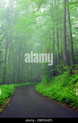 Ein gepflasterter Fußweg führt die Wanderer durch einen geheimnisvollen und nebeligen Wald in einem Park Stockfoto