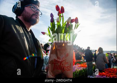 Amsterdam, Niederlande. Januar 2024. Man sieht einen Mann, der eine Papiertüte voller Tulpen hält. Jedes Jahr am 3. Samstag im Januar wird in Amsterdam der nationale Tulpentag gefeiert. Holländische Tulpenzüchter bauten am Museumplein einen riesigen Pflückgarten mit mehr als 200.000 bunten Tulpen, wo Besucher Tulpen kostenlos pflücken dürfen. Quelle: ZUMA Press, Inc./Alamy Live News Stockfoto