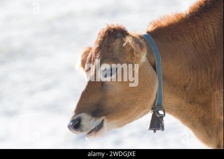 Nahporträt einer lächelnden Kuh mit Glocke. Im Winter auf der schneebedeckten Weide. Lustiges Tierfoto. Lachender Ausdruck. Negativer Raum Stockfoto