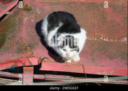 Hauskatze mit missgebildetem Auge. Wahrscheinlich beschädigt durch den Kampf. Jedes Auge hat eine andere Farbe. Stockfoto