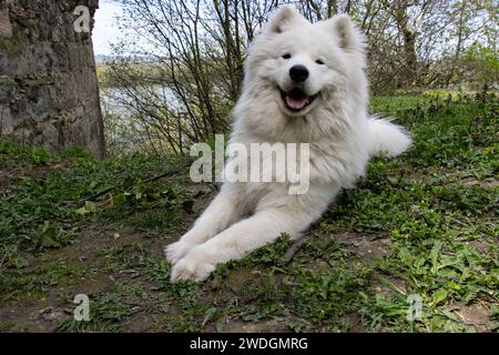 Glückliche samoyed, die im Gras liegen. Stockfoto