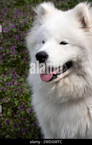 Porträt eines samoiden im Frühling. Stockfoto