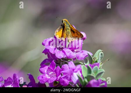 Ein feuriger Skipper (Hylephila phyleus) Schmetterling auf einem Barometerstrauch (Leucophyllum frutescens). Stockfoto