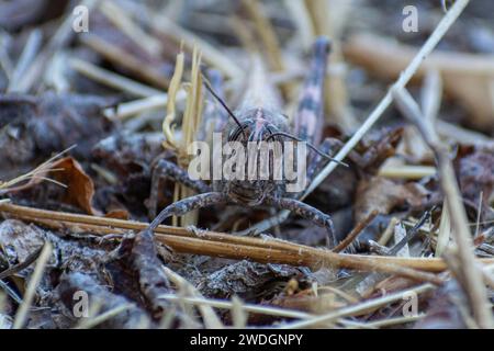 Nahaufnahme des Kopfes einer Rotschenkelgrasschrecken (Xanthippus corallipes pantherinus) Stockfoto