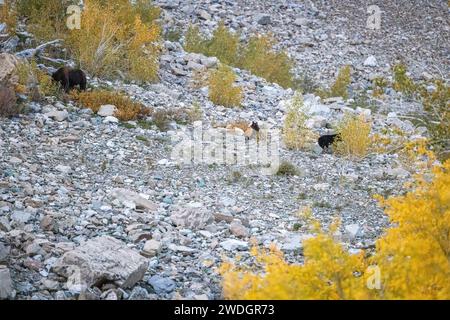 Großer Schwarzbär und ein kleinerer Schwarzbär im Herbstwald des Glacier National Park, Montana. Stockfoto