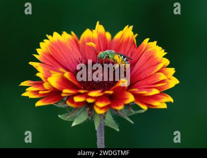 Eine bunt gestreifte Schwitzbiene mit Pollen, die den Kern einer Gaillardia Indian Blanket Flower durchquert. Stockfoto