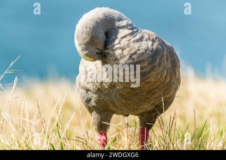 Die Kap-Barren-Gans (Cereopsis novaehollandiae, manchmal auch als Schweinegänse bekannt, ist eine im Süden Australiens endemische Gänseart. Stockfoto