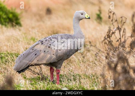 Die Kap-Barren-Gans (Cereopsis novaehollandiae, manchmal auch als Schweinegänse bekannt, ist eine im Süden Australiens endemische Gänseart. Stockfoto