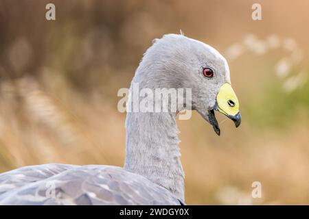 Die Kap-Barren-Gans (Cereopsis novaehollandiae, manchmal auch als Schweinegänse bekannt, ist eine im Süden Australiens endemische Gänseart. Stockfoto