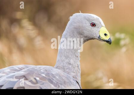 Die Kap-Barren-Gans (Cereopsis novaehollandiae, manchmal auch als Schweinegänse bekannt, ist eine im Süden Australiens endemische Gänseart. Stockfoto