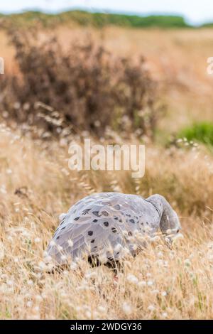 Die Kap-Barren-Gans (Cereopsis novaehollandiae, manchmal auch als Schweinegänse bekannt, ist eine im Süden Australiens endemische Gänseart. Stockfoto