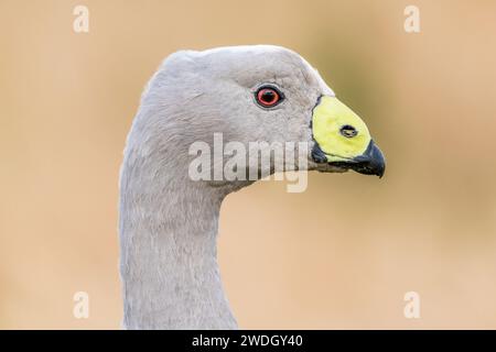 Die Kap-Barren-Gans (Cereopsis novaehollandiae, manchmal auch als Schweinegänse bekannt, ist eine im Süden Australiens endemische Gänseart. Stockfoto