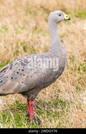 Die Kap-Barren-Gans (Cereopsis novaehollandiae, manchmal auch als Schweinegänse bekannt, ist eine im Süden Australiens endemische Gänseart. Stockfoto