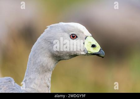 Die Kap-Barren-Gans (Cereopsis novaehollandiae, manchmal auch als Schweinegänse bekannt, ist eine im Süden Australiens endemische Gänseart. Stockfoto