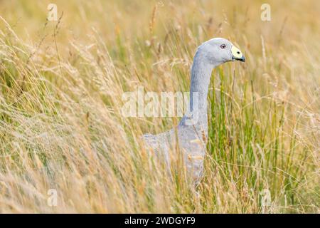 Die Kap-Barren-Gans (Cereopsis novaehollandiae, manchmal auch als Schweinegänse bekannt, ist eine im Süden Australiens endemische Gänseart. Stockfoto