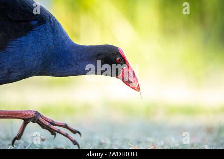 Australasian Swamphen (Porphyrio Melanotus) Stockfoto