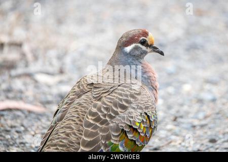 Die Braungaube (Phaps chalcoptera) ist eine Art mittelgroßer, stark gebauter Tauben, die in Australien beheimatet ist Stockfoto