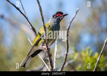 Australasischer Feigenvogel (Sphacotheres vieilloti), auch bekannt als der grüne Feigenvogel, männlich. Stockfoto