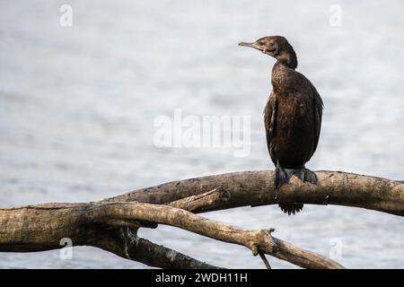 Kleiner schwarzer Kormoran (Phalacrocorax sulcirostris), auf einem toten Baum, am Wasserrand Stockfoto