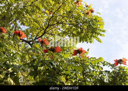 Spathodea campanulata - afrikanischer Tulpenbaum. Stockfoto