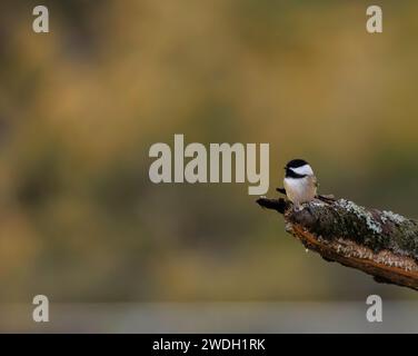 Chickadee oder Carolina Chickadee mit schwarzer Kappe auf einem Baumzweig mit verschwommener Hintergrundkamera Stockfoto