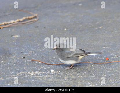 Ein dunkeläugiger Junco, der auf schwarzem Pflaster herumläuft Stockfoto