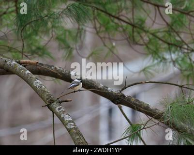 Schwarze Kappen oder Carolina Chickadee, die in einem immergrünen Baumprofil zur Kamera thront Stockfoto