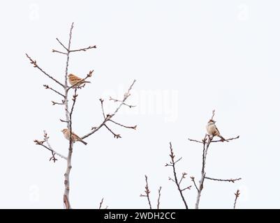 Drei weiße Spatzen in einem Baum, die alle in die Kamera schauen Stockfoto
