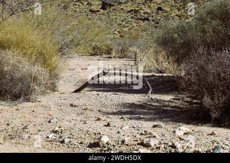 Trockenwäsche in der Wüste blockiert von toten Baumzweigen, mohave County arizona Stockfoto