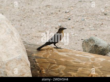 Weiblicher schwarzer Vogel, Seitenprofil Stockfoto