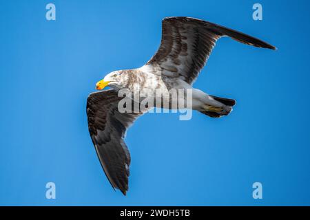 Pazifikmöwe (Larus pacificus), unreif im Flug. Stockfoto