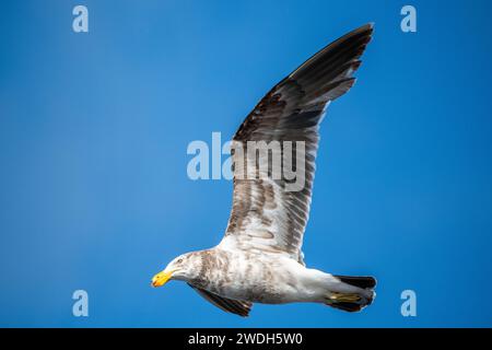 Pazifikmöwe (Larus pacificus), unreif im Flug. Stockfoto