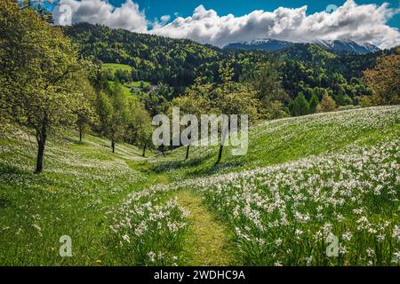 Malerischer, blumiger Hügel in den Gärten mit blühenden weißen Narzissen. Brautiful saisonale blühende Landschaft mit duftenden Narzissen, Jesenice, Slove Stockfoto
