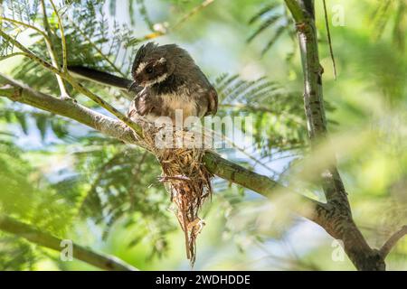 Der graue Fantail (Rhipidura albiscapa) baut sein Nest, indem er trockene Blätter an einen Ast hängt Stockfoto