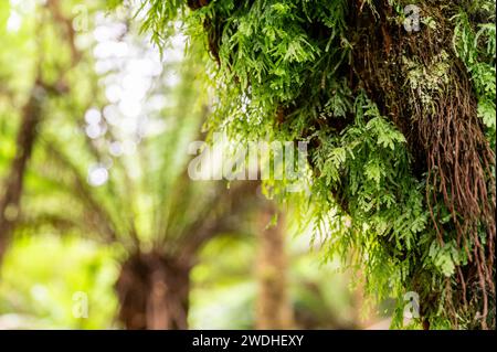 Tree Ferns In Der Nähe Von Beauchamp Falls, Otway Forest Park Stockfoto