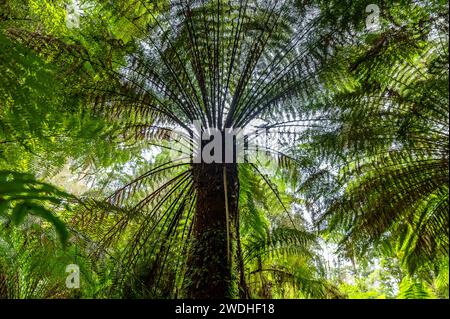 Tree Ferns In Der Nähe Von Beauchamp Falls, Otway Forest Park Stockfoto